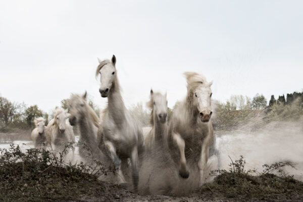 white running horse fine art prints