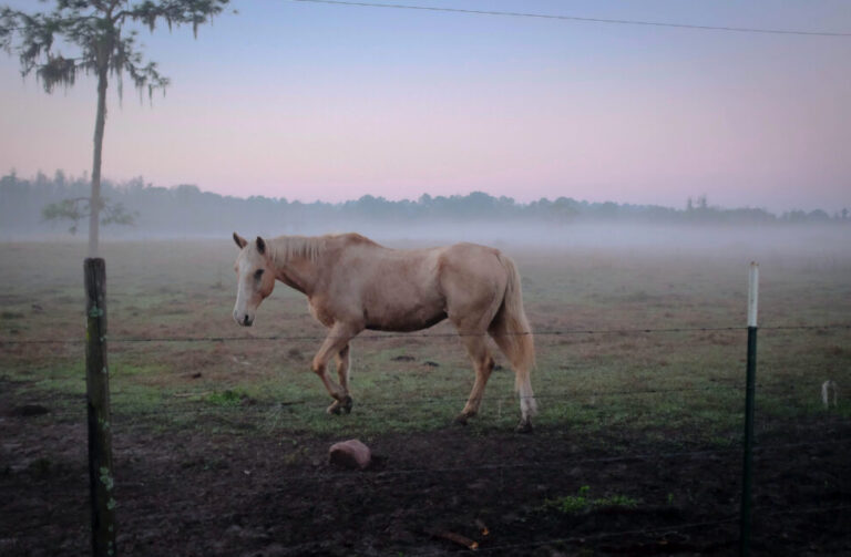 How to prevent horse slaughter