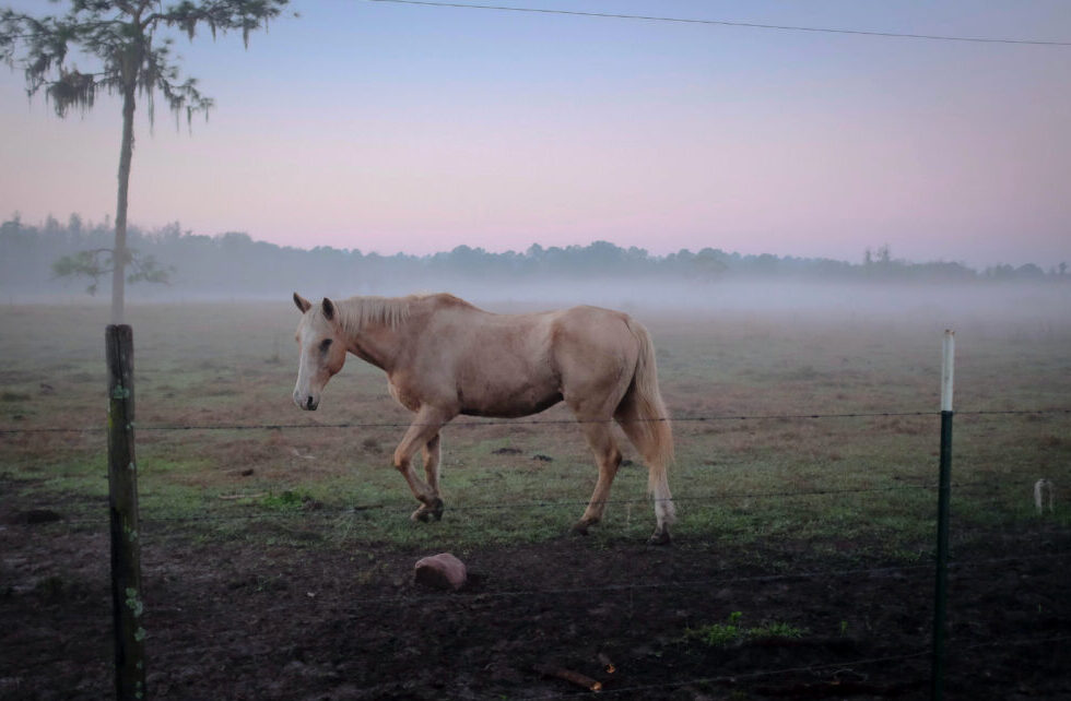 How to prevent horse slaughter