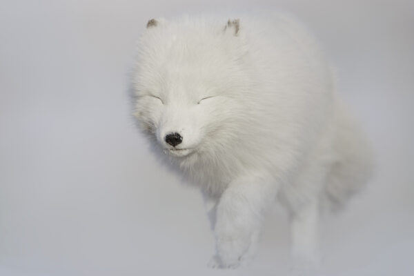 Sleeping Arctic Fox