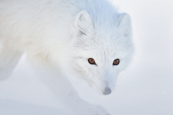 Beautiful Fox Art