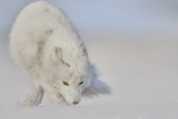 Arctic Fox Wall Art | Calm – Ejaz Khan Fine Art Photography