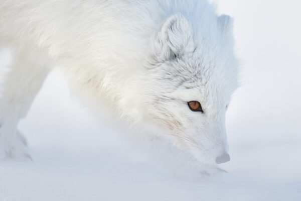 White Fox Photo