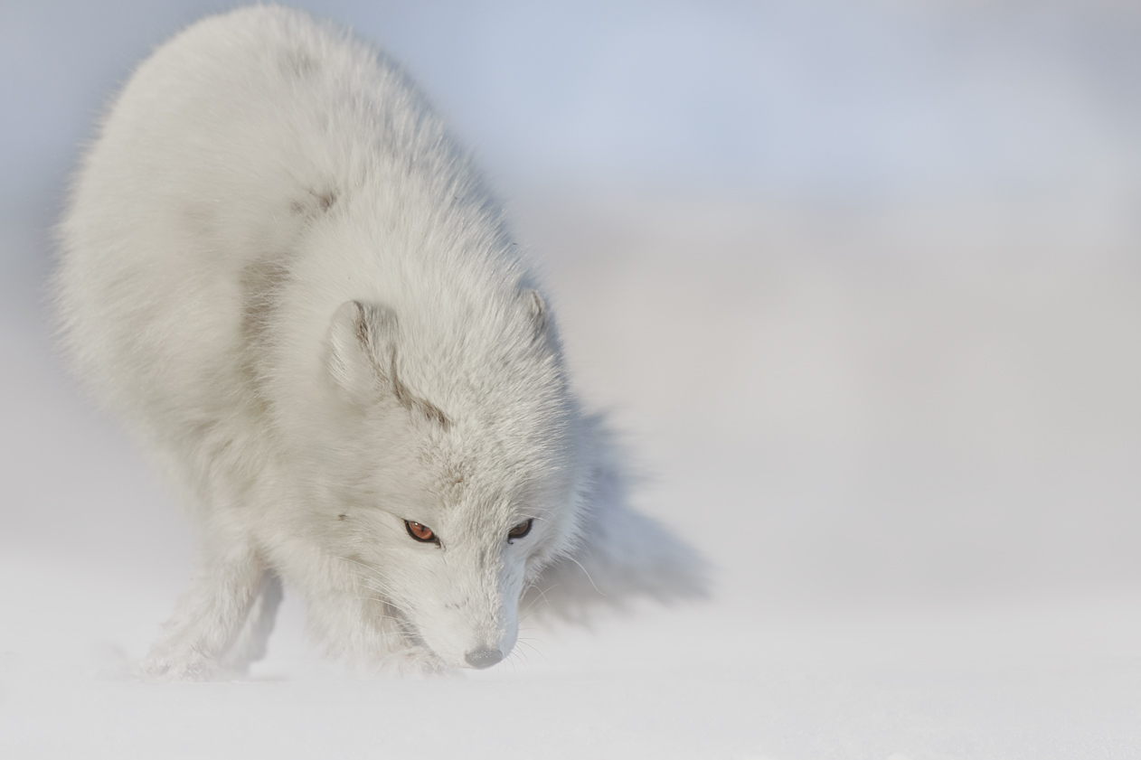 Arctic fox in snow