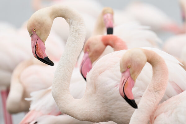 FLAMINGOS IN FRANCE