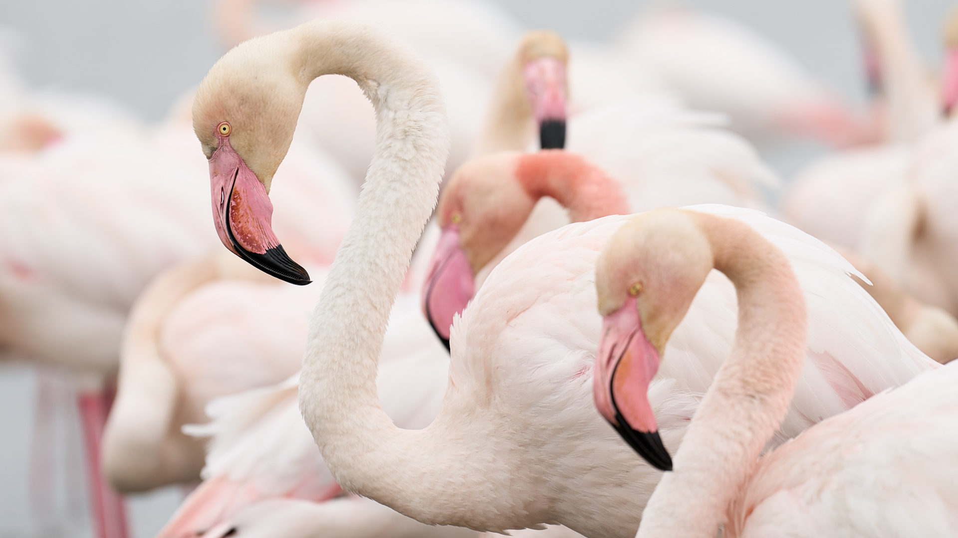FLAMINGOS IN FRANCE