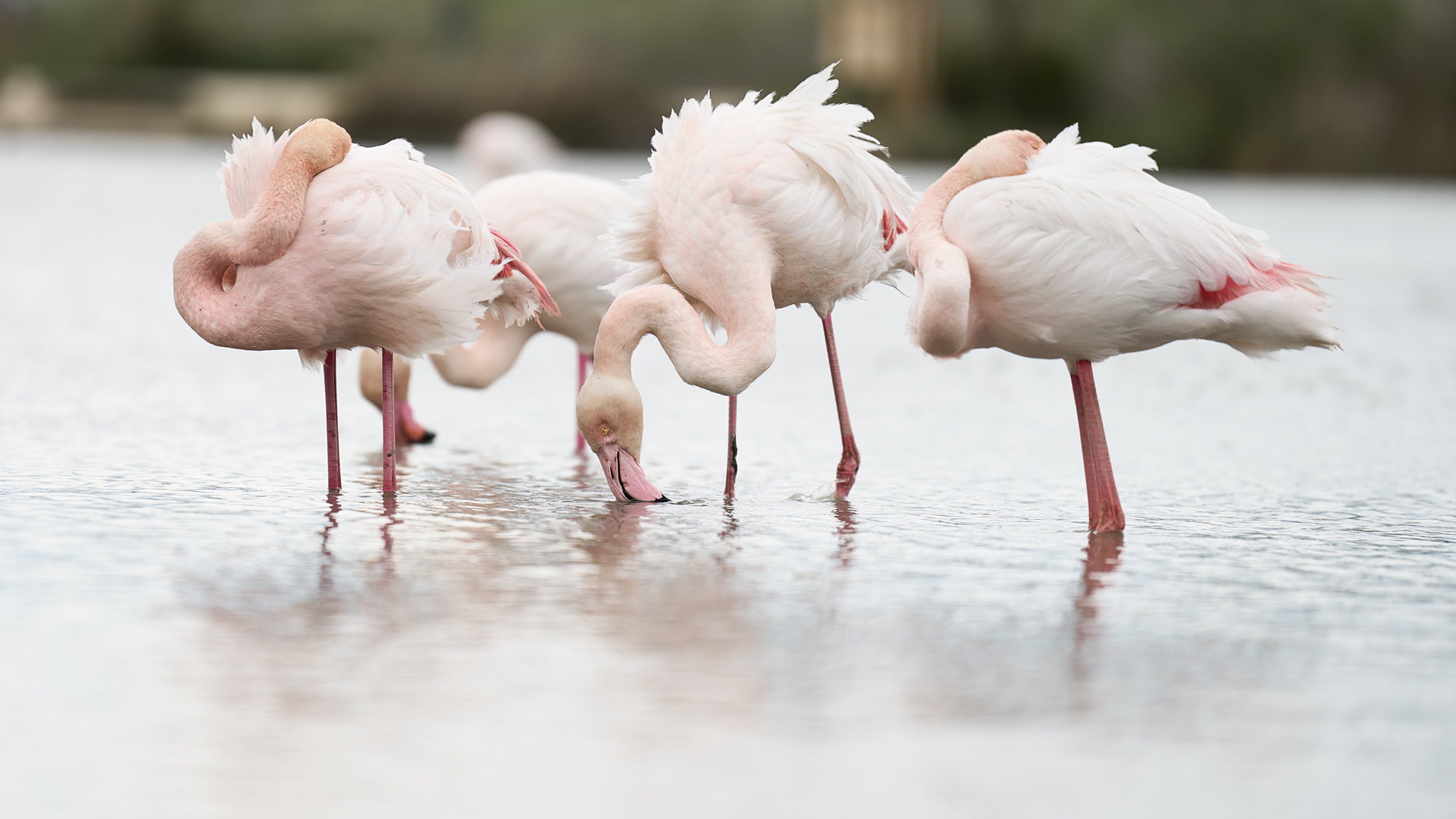 Flamingo fine art photography by Ejaz Khan