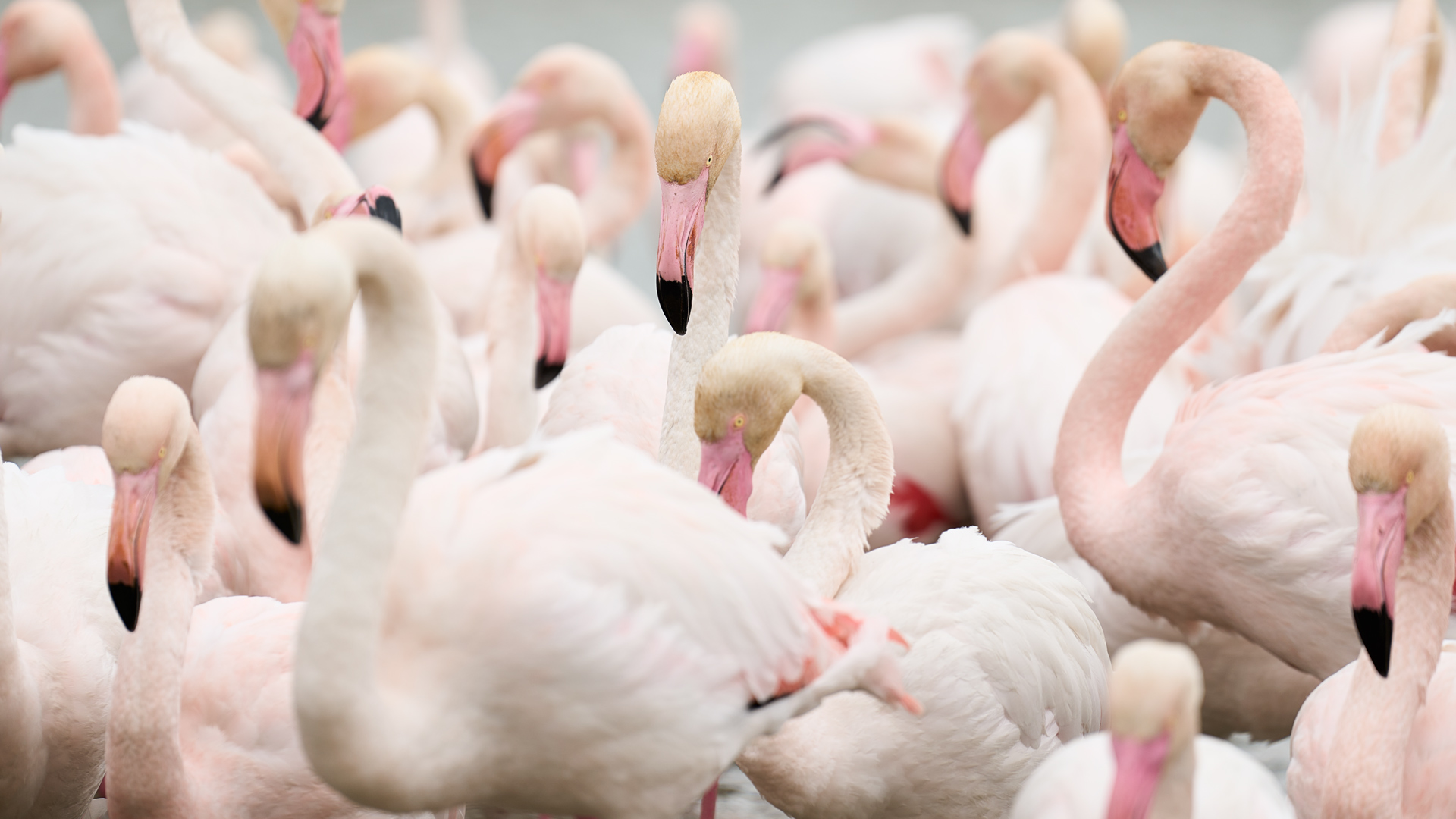 flamingo fine art photography