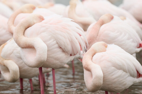 Flamingo fine art