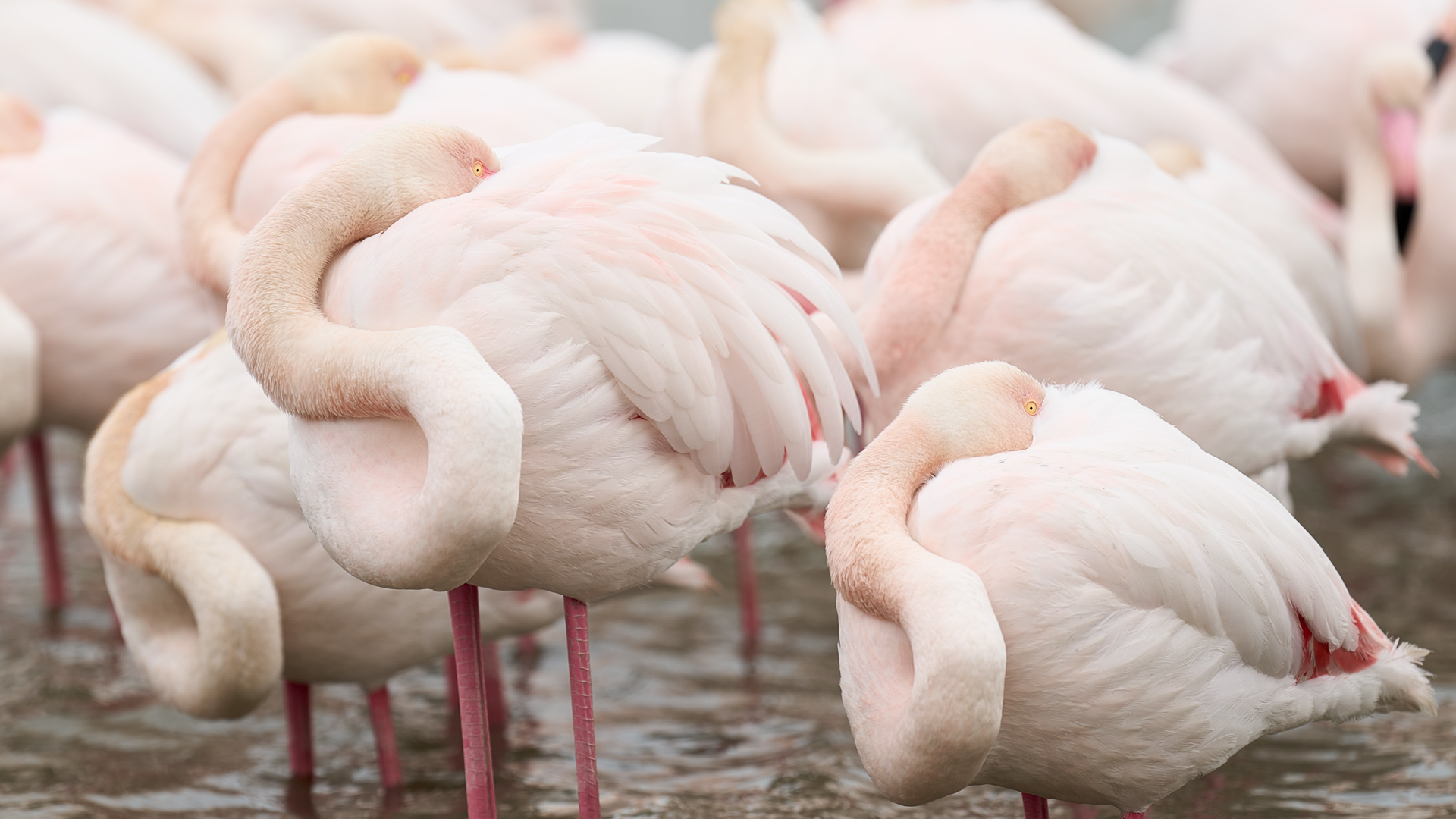 Flamingo fine art
