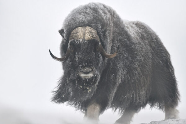 Musk Oxen Wall Art