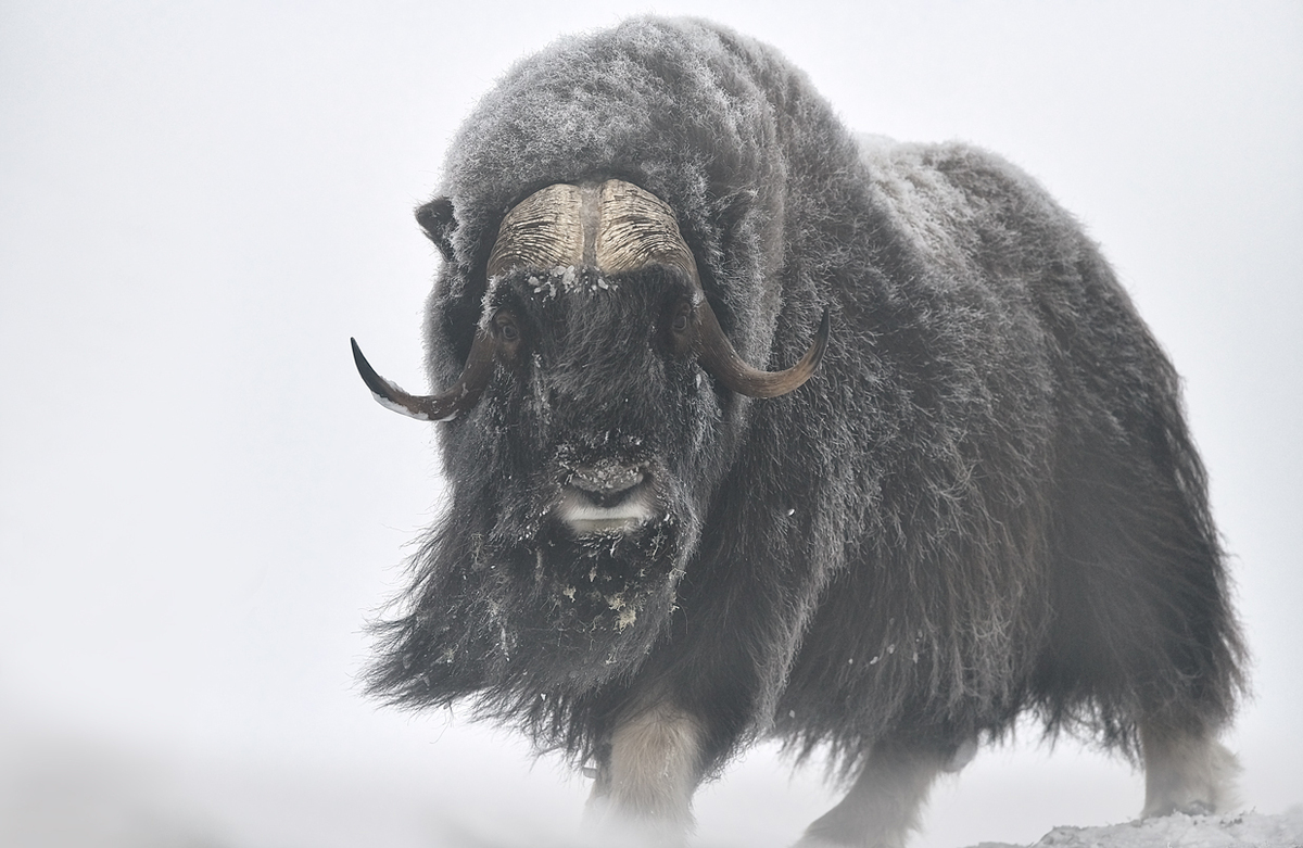 Musk Oxen Wall Art