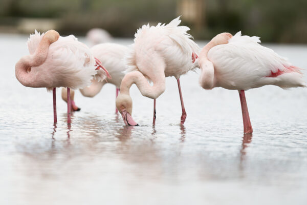Flamingo in Water