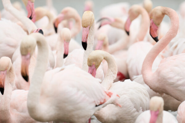 Flamingo Fine Art Print
