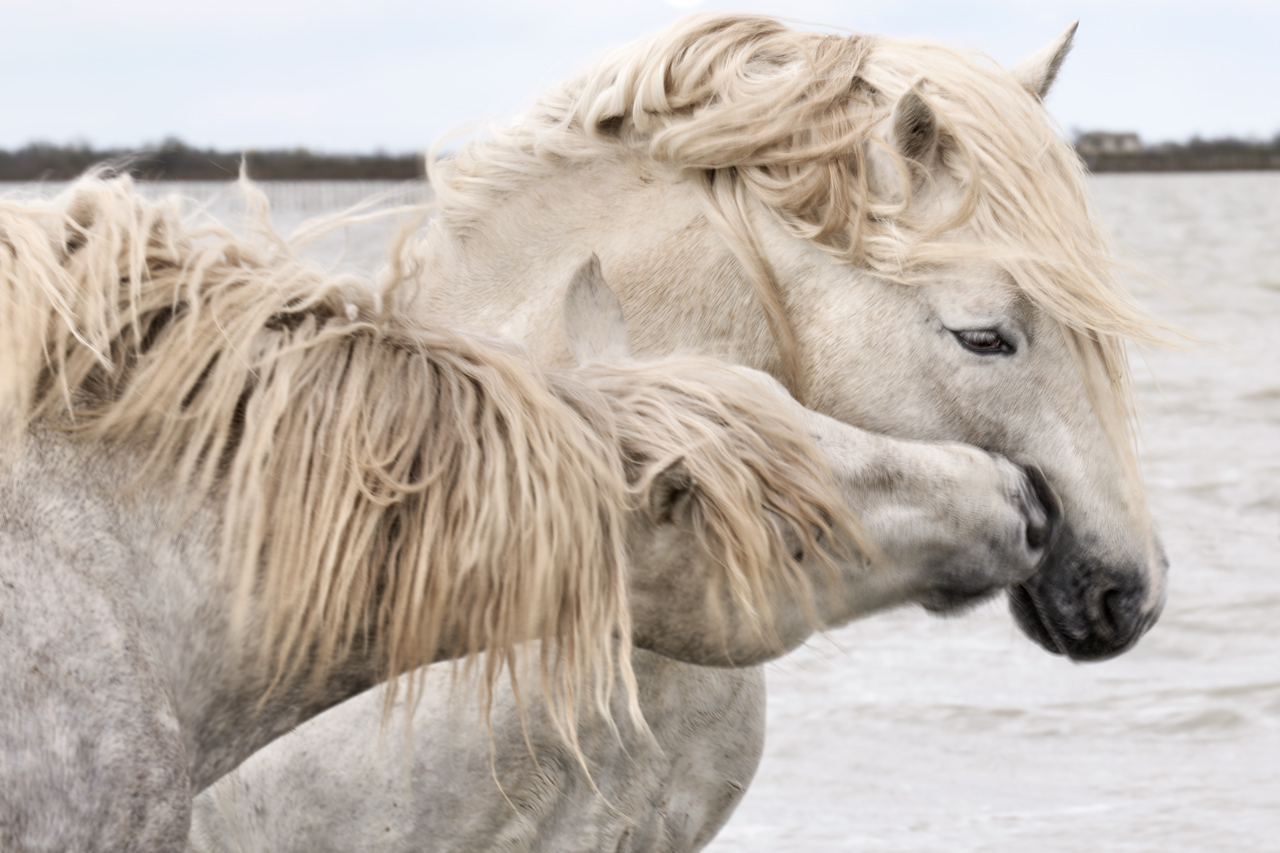 wild horse fine art photography