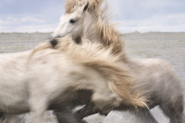 Beautiful white wild horse loving each other photography