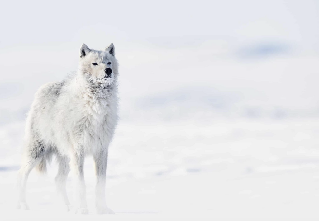 Amazing Arctic Wolf Pictures: High-Res Images and Photos