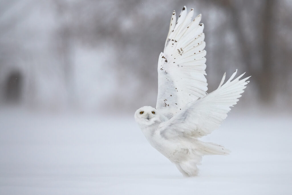 Spectacular Picture of Snowy Owl