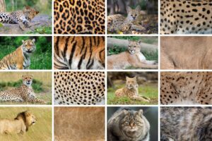 Animal-Inspired Wall Art That Brings Presence to a Home