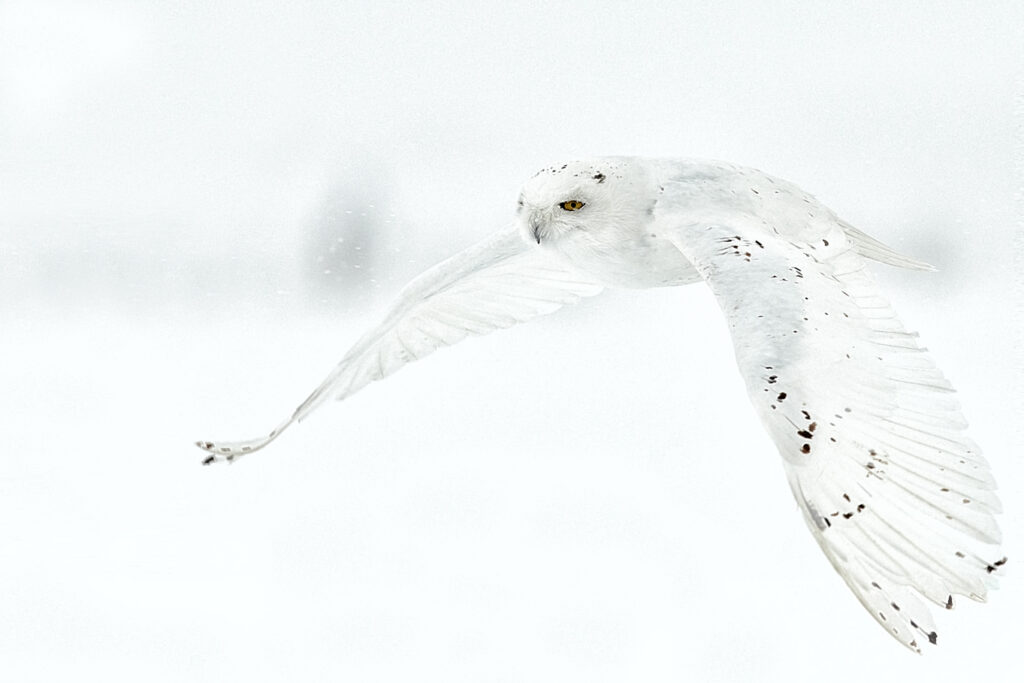 Spectacular Picture of Snowy Owl