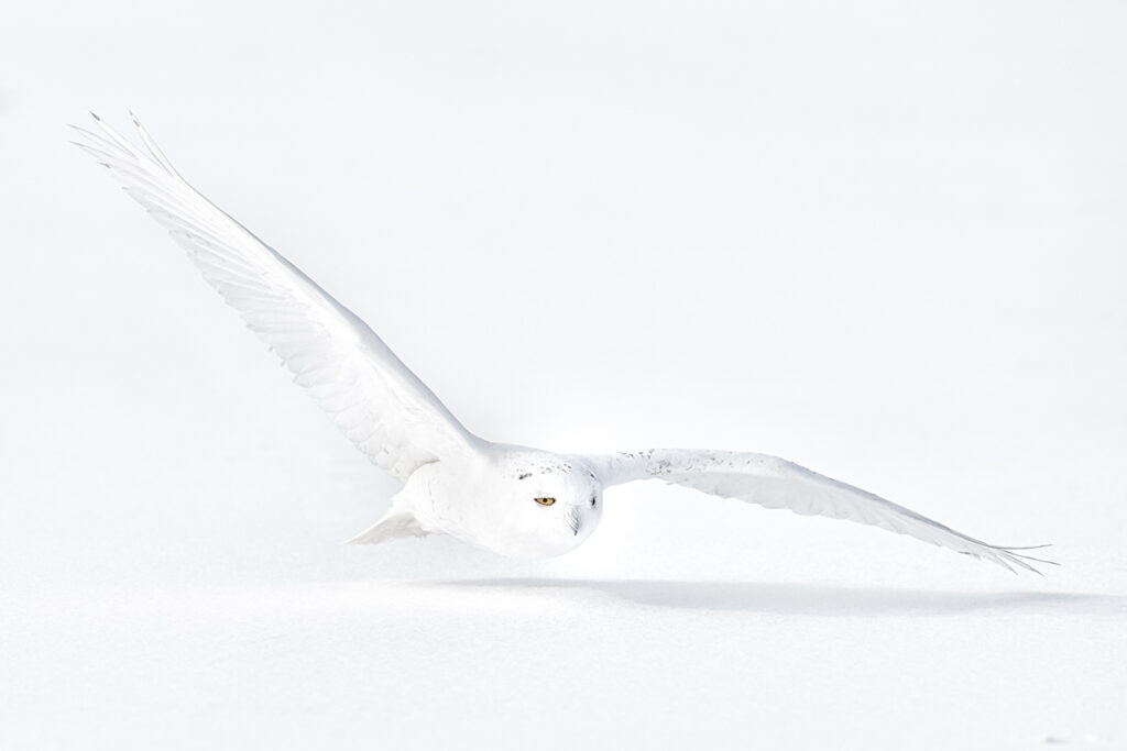 Spectacular Picture of Snowy Owl