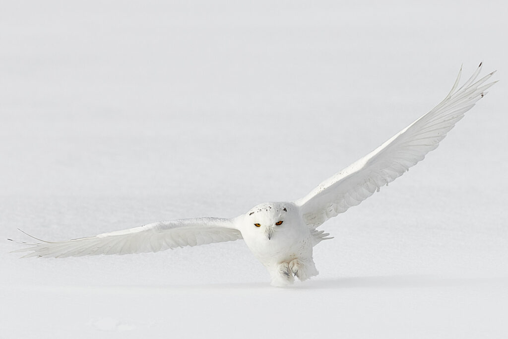 Spectacular Picture of Snowy Owl