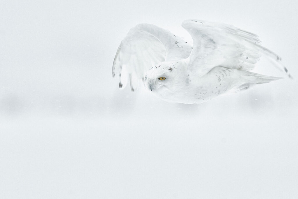 Spectacular Picture of Snowy Owl