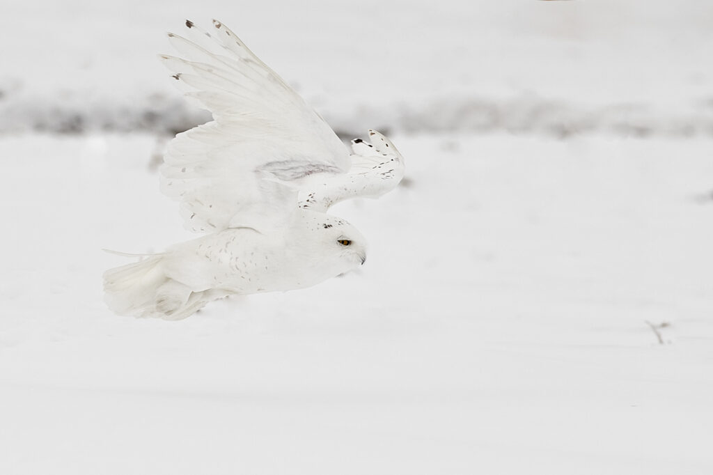 Spectacular Picture of Snowy Owl