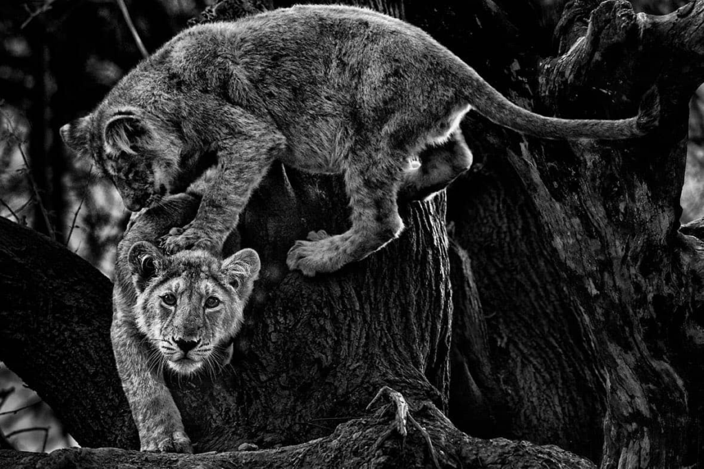 Wild Wonders: Capturing Wildlife Fine Art Photography