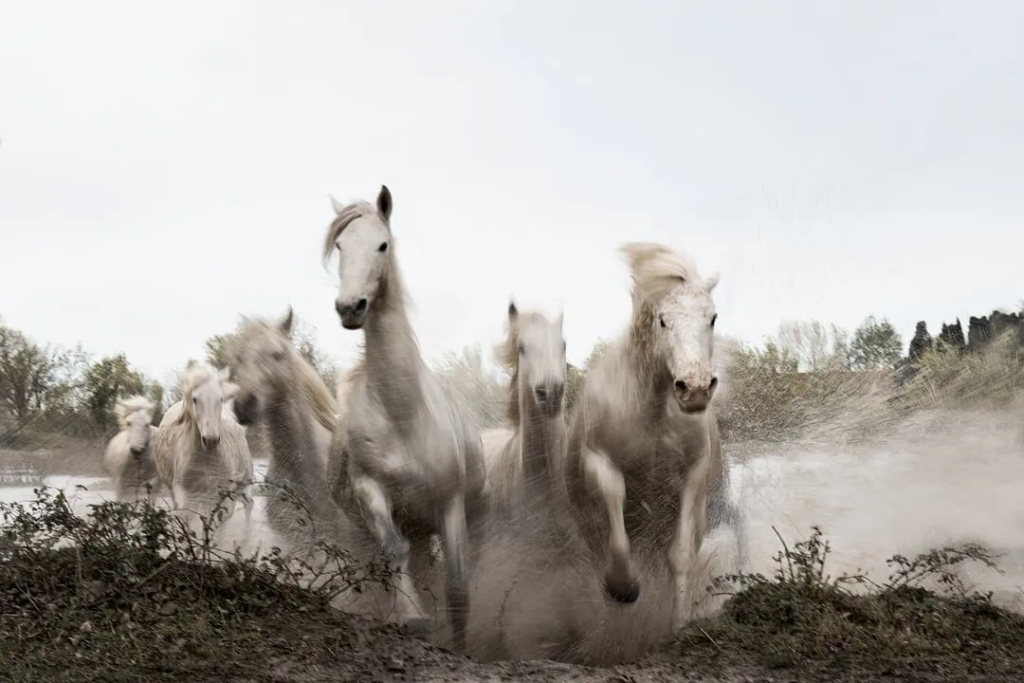 Wild Wonders: Capturing Wildlife Fine Art Photography