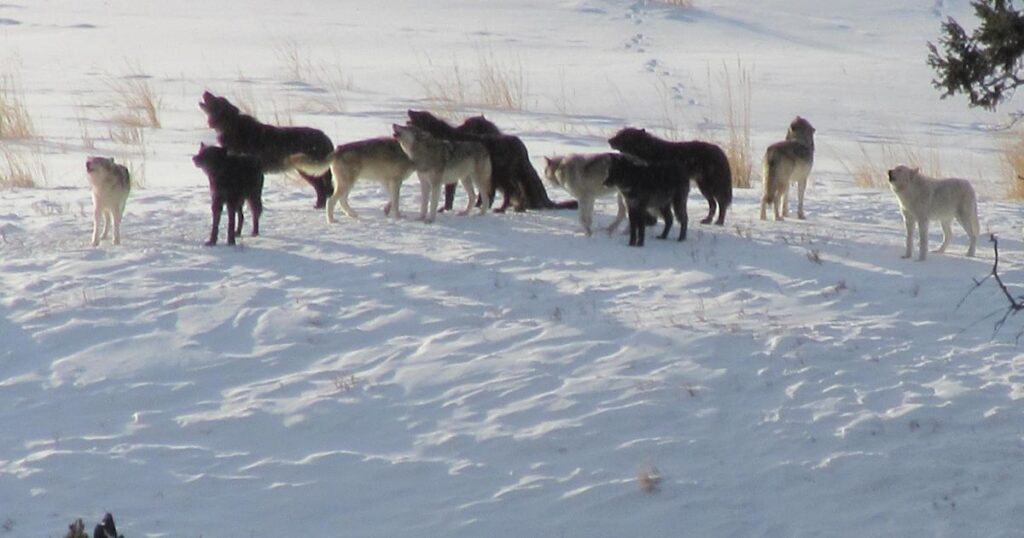 Amazing Wolf Photos: Explore the Wild with Captivating Images