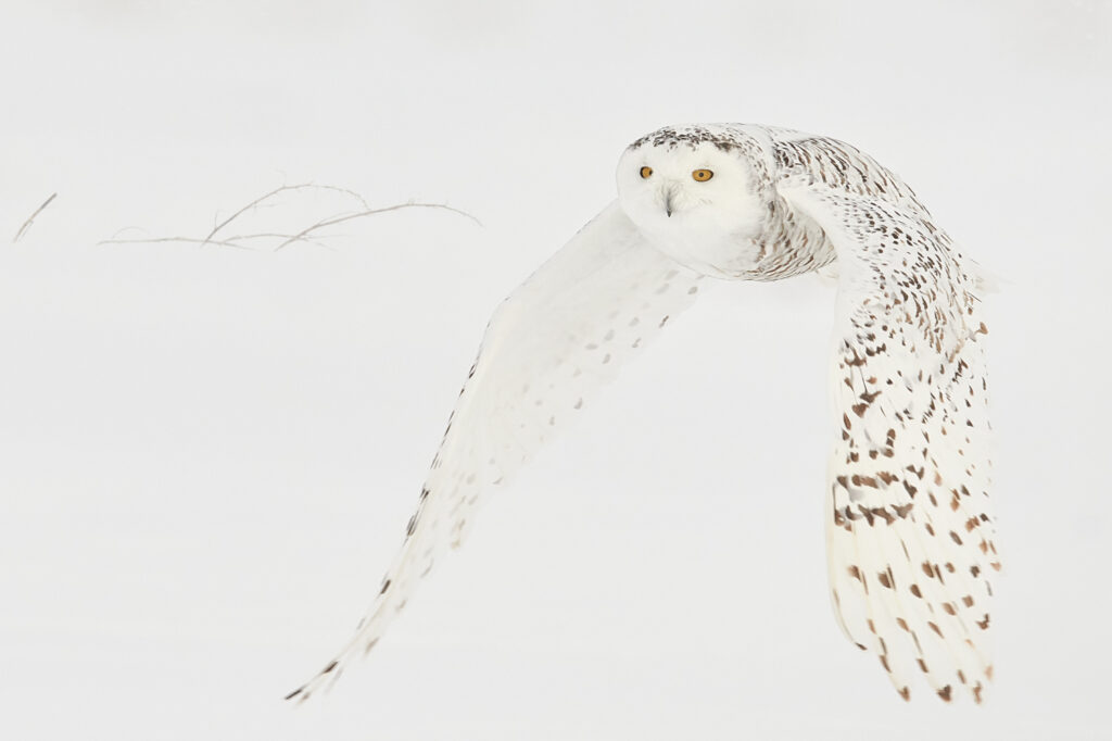 Spectacular Picture of Snowy Owl