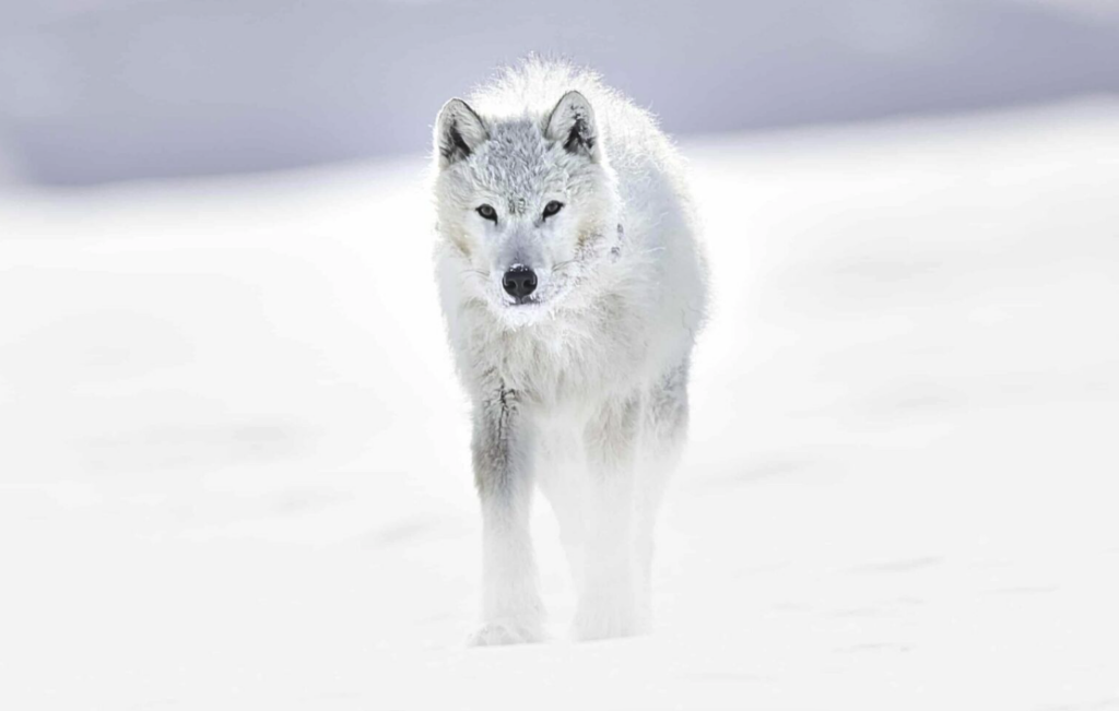 How to Choose the Best Wolf Pictures for Your Home Decor