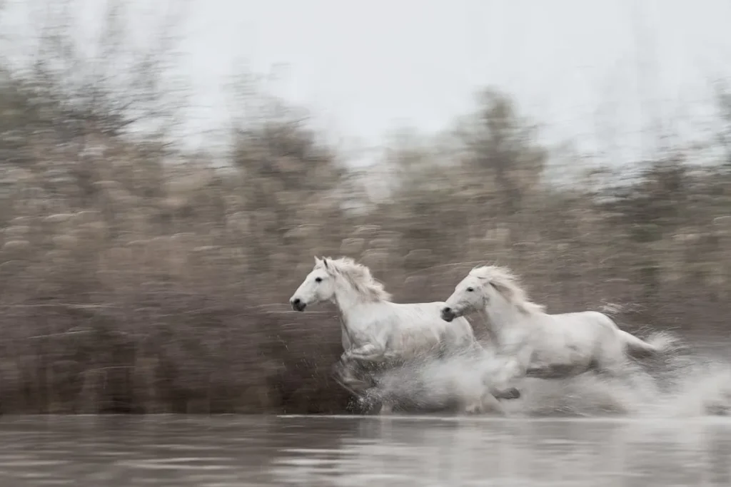 How to Capture Amazing Horse Photography - Pro Tips, Settings, Editing, Examples