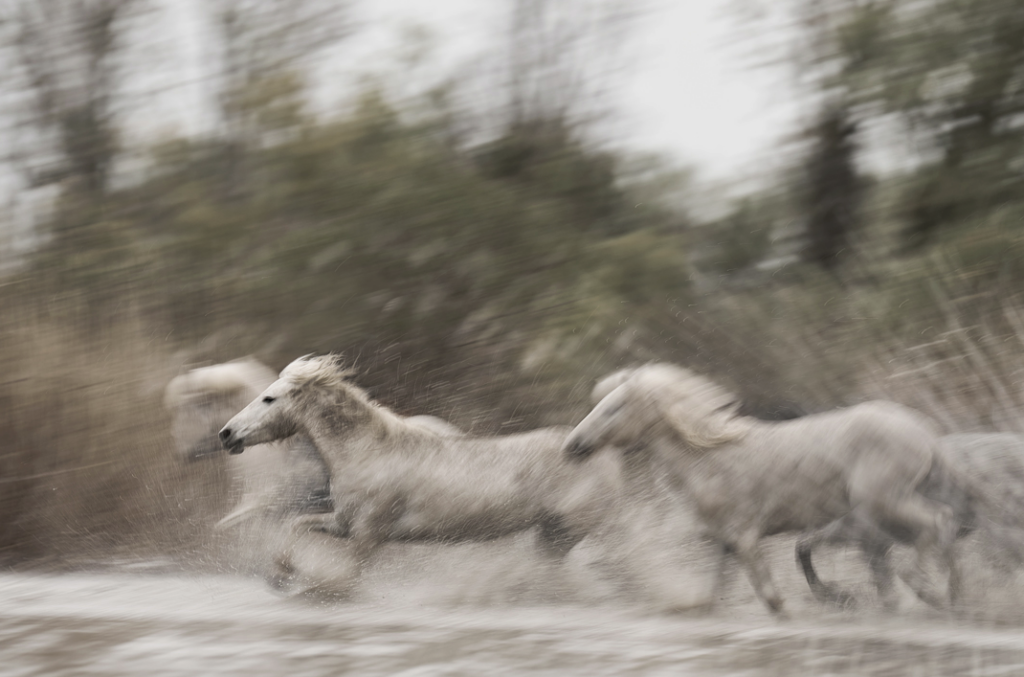 How to create a Stunning wildlife photography portfolio