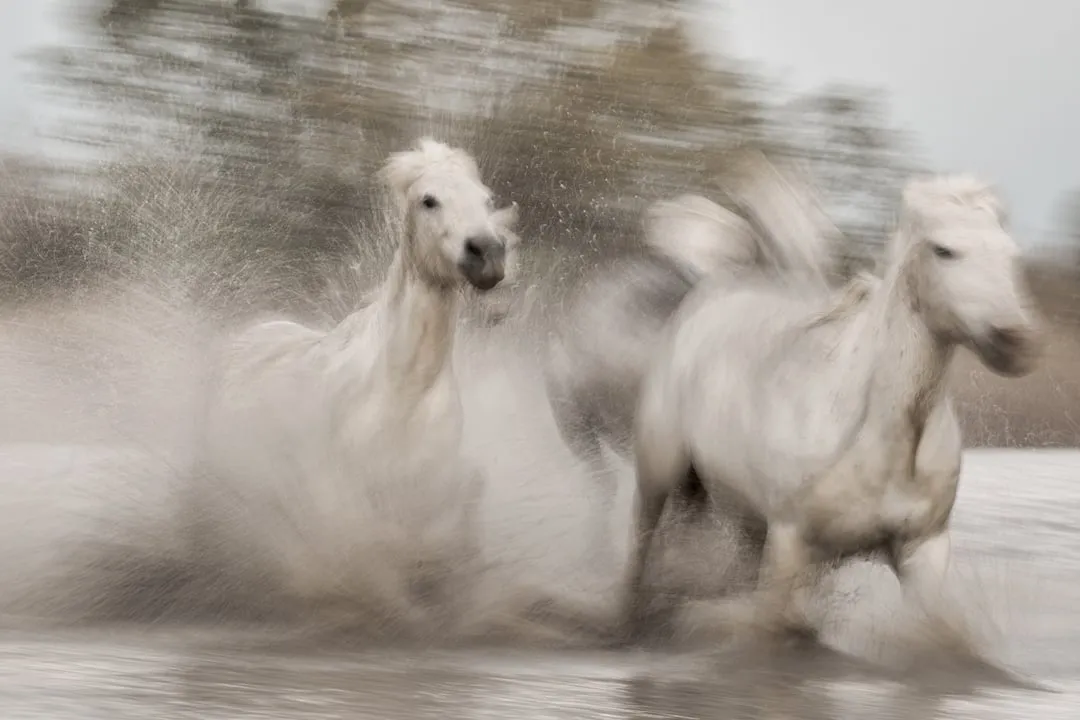 The Majestic Beauty of Horses