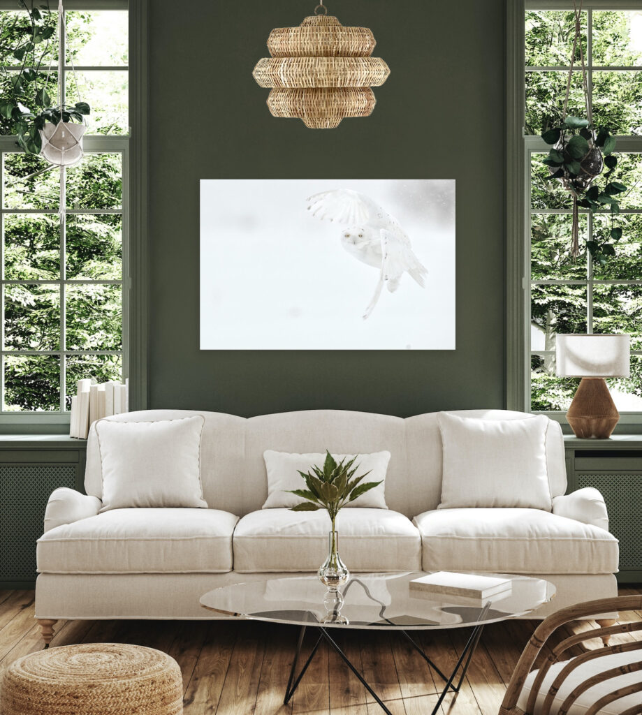 How to Decorate Your Home with Pictures of white Owls