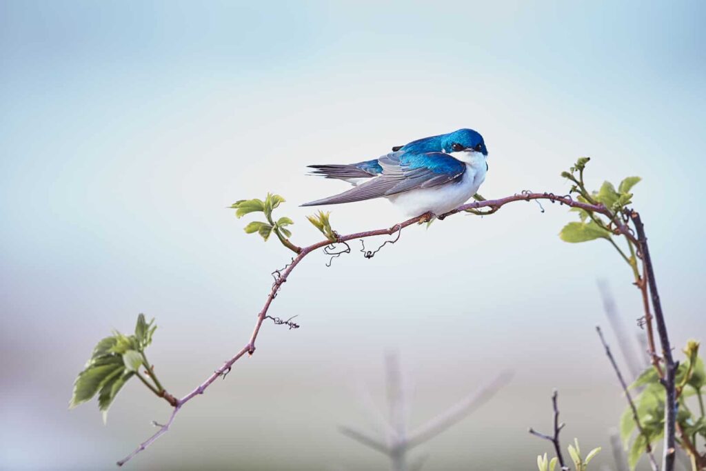 Capturing the Beauty of Nature: Black and White Animal Photos Versus Color Animal Photos>