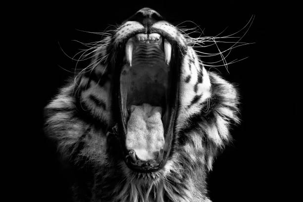 https://ejazkhanphotography.com/wp-content/uploads/2023/11/photo-of-tiger-roaring-Master-the-Art-How-to-Create-Black-and-White-Fine-Photography-Step-by-Step-blog-by-ejaz-khan-photography.jpg