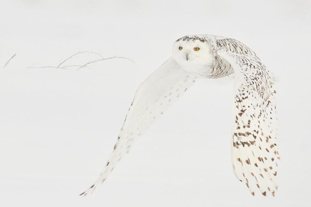 Can Snowy Owls Be Pets? - Understanding the Reality of Wild Companions