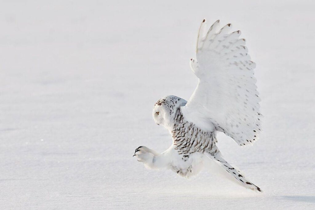 Can Snowy Owls Be Pets?