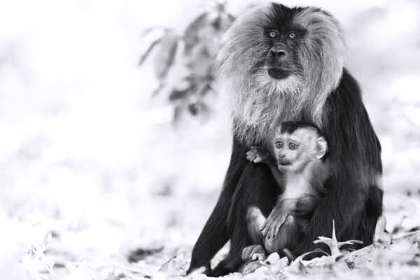 black and white monkey photography