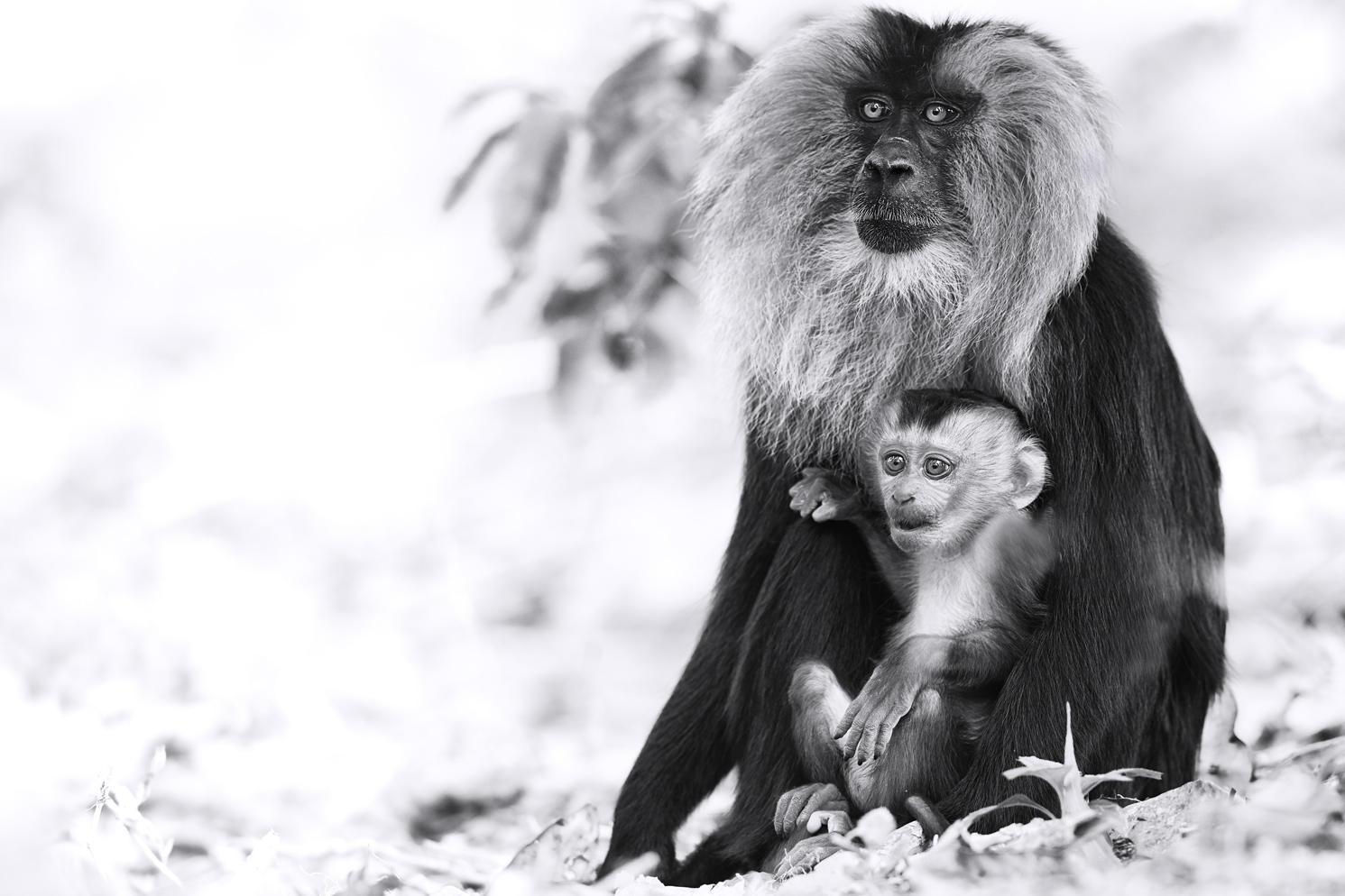 black and white monkey photography