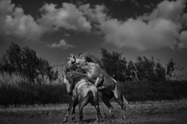 wild Blue roan horses showing strength in farms in cloudy weather