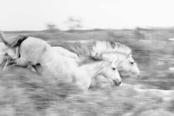 Two Beautiful Horses Fine art Photography, best for living room