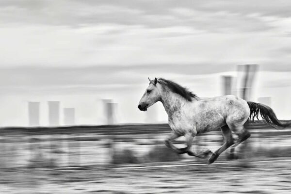 Blue Roan horse Running on fast speed that shows the pride of roan horse Fine art horse photography