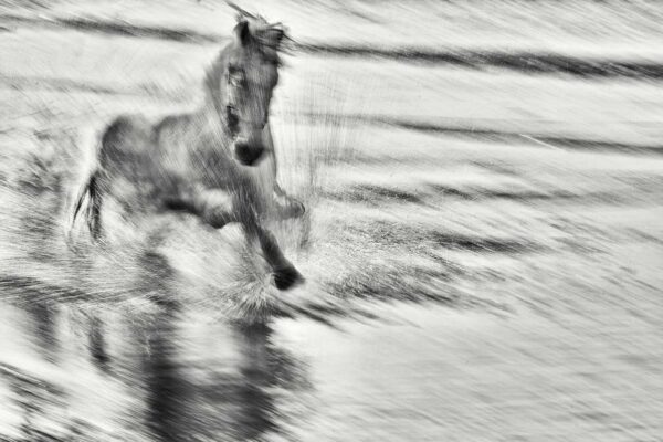 Beautiful Roan Horse running on water shore, Fine Art Horse Photography for your living room