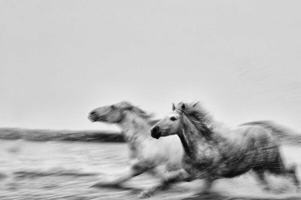 Wild white horse running togeather and beating the time on the sand. Fine art photography prints by ejaz khan