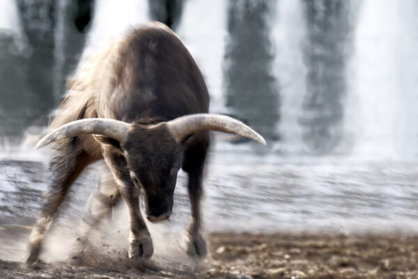 charging bull head down motion fine art wildlife photography