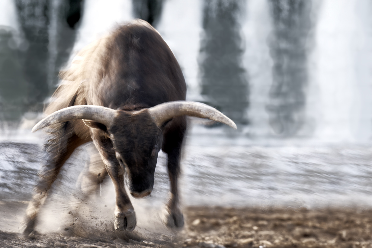 charging bull head down motion fine art wildlife photography